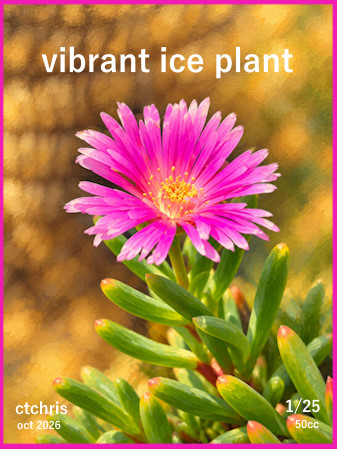 vibrant ice plant by ctchris