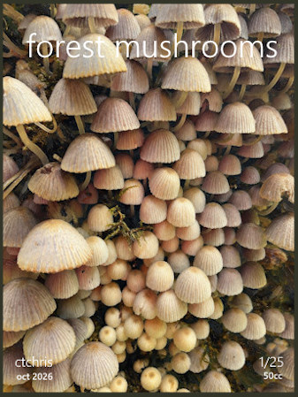 forest mushrooms by ctchris