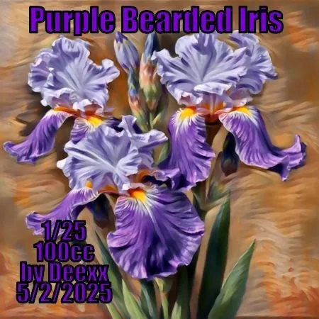 Purple Bearded Iris(100)[0502] by deexx