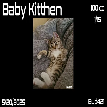 Baby kitten(100)[0523] by Bud421