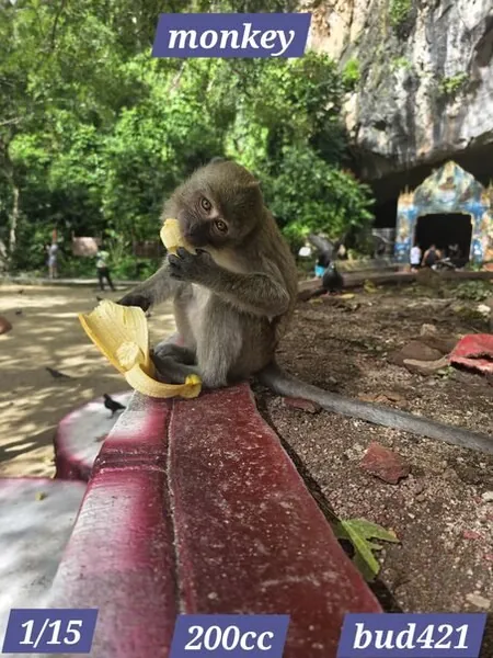 Monkey(200)[0919] by Bud421