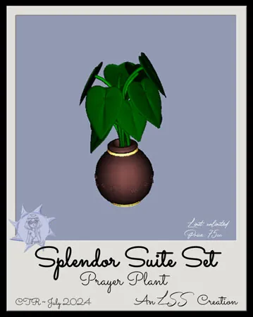 Splendor Prayer Plant(75)[0809] by LSS