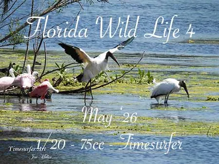 Florida Wild Life 4(75)[0505] by Timesurfer